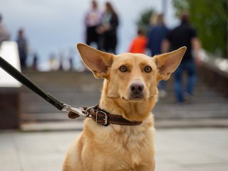 Сети рассмешила собака, которая взобралась на верхушку дерева (ФОТО)