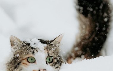 Тест на особистість: перше, що ви побачите на малюнку, розкриє ваші очікування від життя