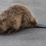 Сети восхитил бобер, знающий правила дорожного движения (ВИДЕО)