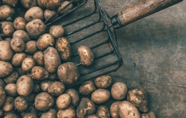 Він може знищити до 80% урожаю: як позбутися дротяника в городі — ефективні методи контролю шкідника