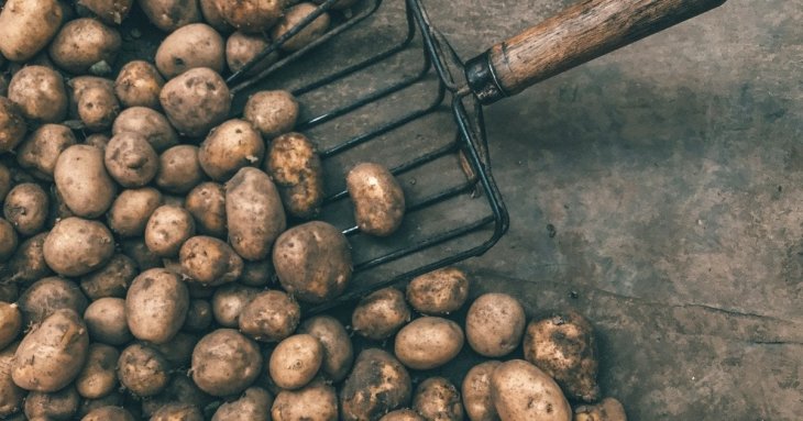 Він може знищити до 80% урожаю: як позбутися дротяника в городі — ефективні методи контролю шкідника