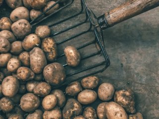 Він може знищити до 80% урожаю: як позбутися дротяника в городі — ефективні методи контролю шкідника