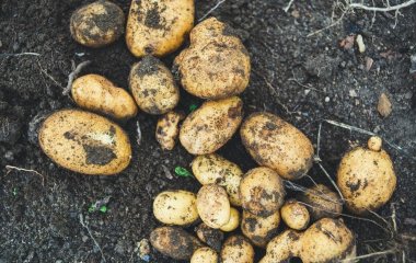 Хрущі оминатимуть бульби десятою дорогою: чим обробити картоплю, щоб отримати багатий урожай