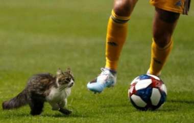 Кот помог футбольной команде не пропустить гол (ВИДЕО)