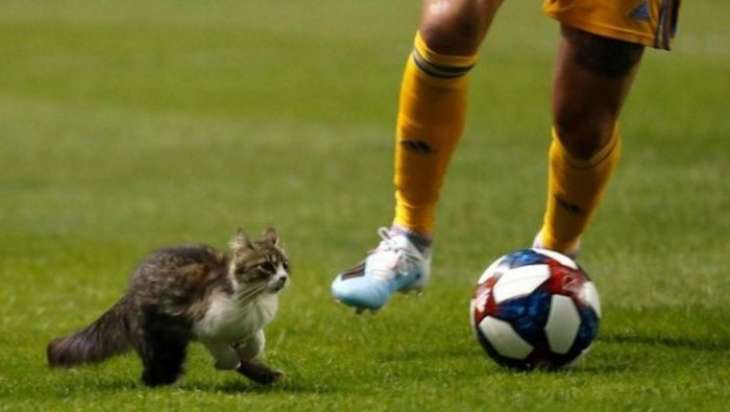 Кот помог футбольной команде не пропустить гол (ВИДЕО)
