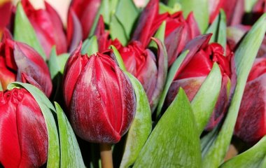 Коли найкраще садити тюльпани восени — не проґавте цей час