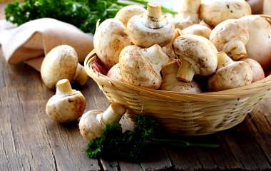 Все о пользе грибов