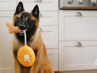 Що мають знати всі власники собак: три важливі поради від ветеринара