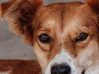 Собака розуміє більше, ніж ви думаєте: одинадцять слів, які він упізнає