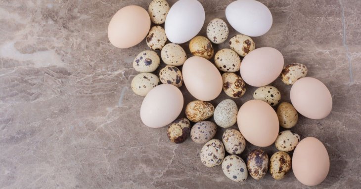 Які яйця корисніші – перепелині чи курячі: лікарі дали однозначну відповідь