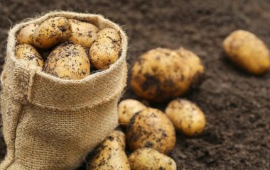 Експерт розповів, за якою ознакою можна визначити отруйну картоплю