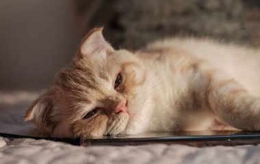 Як ефективно позбутися котячої шерсті на килимі, меблях, одязі: поради професіоналів