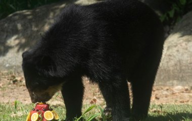 Ведмідь вдерся до магазина, щоб поласувати полуничним морозивом