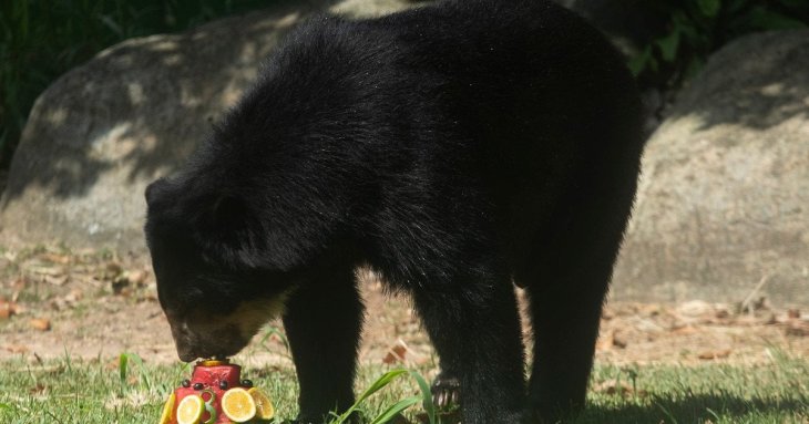 Ведмідь вдерся до магазина, щоб поласувати полуничним морозивом