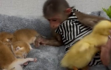 Обезьянка и утенок попали в гости к котятам и покорили сеть