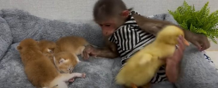 Обезьянка и утенок попали в гости к котятам и покорили сеть