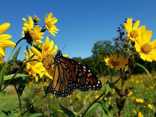 Росте сам по собі і не зникає: овоч, який забезпечить вас урожаєм назавжди