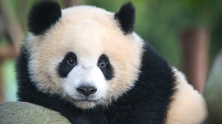 Сети покорила встречу панд-близнецов после разлуки (ВИДЕО)