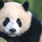 Сети покорила встречу панд-близнецов после разлуки (ВИДЕО)