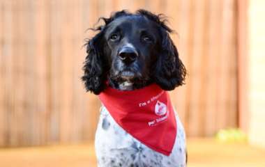 Пёс, ставший героическим донором крови, вышел на пенсию (ФОТО)