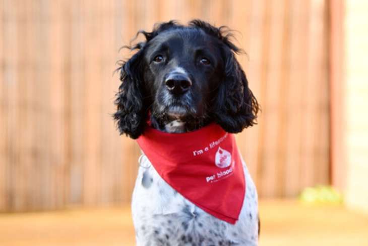 Пёс, ставший героическим донором крови, вышел на пенсию (ФОТО)