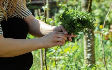 3 столові ложки цього підживлення – петрушка зійде за лічені дні й ростиме, як на дріжджах