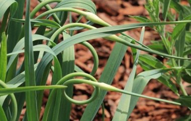 Коли та для чого обривати стрілки на часнику