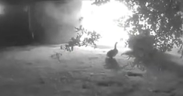 Гусак розбудив господаря під час пожежі: як він став героєм — відео