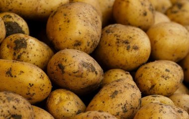 Два сорти картоплі, що перевершують Белларосу: рекордний урожай, ніжний смак і простота у вирощуванні