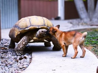 Сеть покорили попытки щенка подружиться с черепахой (ВИДЕО)