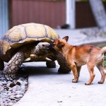 Сеть покорили попытки щенка подружиться с черепахой (ВИДЕО)