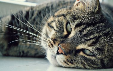 Сети насмешила мордашка кота, который не желает ждать, когда еда будет готова (ВИДЕО)