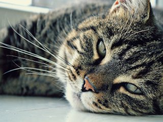 Сети насмешила мордашка кота, который не желает ждать, когда еда будет готова (ВИДЕО)