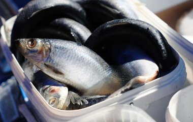 Эксперты рассказали, кому нельзя есть селедку