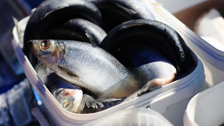 Експерти розповіли, кому не можна їсти оселедця