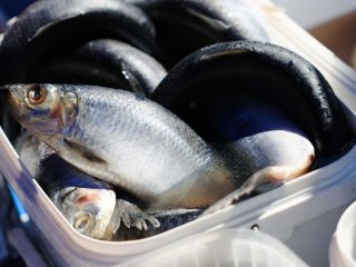 Експерти розповіли, кому не можна їсти оселедця