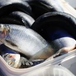 Эксперты рассказали, кому нельзя есть селедку