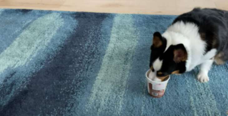Жадная собака показала, как сильно она любит мороженое (ВИДЕО)