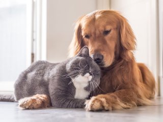 Удивительная дружба собачки с котиками растрогала миллионы зрителей