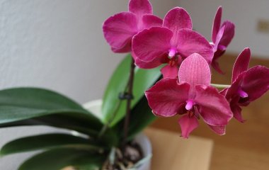 Лайфгак, який поверне орхідеям пишне цвітіння