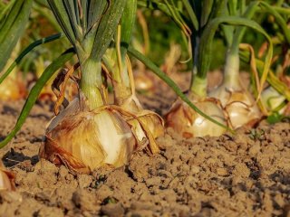 Цибуля буде великою, як кулак - що обов'язково потрібно зробити на грядці в липні