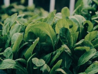 Які салатні овочі найкорисніші для травлення: список із шести продуктів