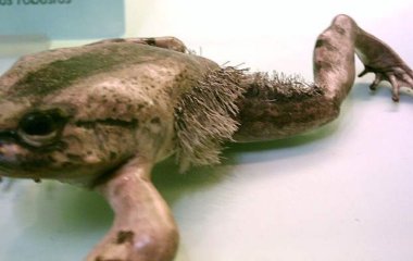 Жаба-росомаха ламає власні кістки, щоб перетворити їх на гострі кігті (фото)
