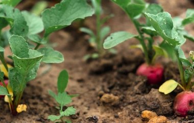 Березень — пора сіяти редискуу відкритий грунт: сприятливі та несприятливі дні 2026 року