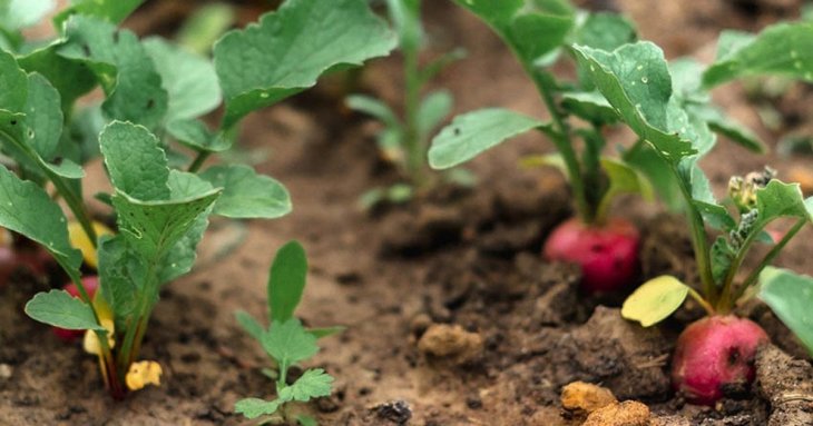 Березень — пора сіяти редискуу відкритий грунт: сприятливі та несприятливі дні 2026 року