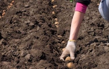 Що кидати в лунку під час садіння картоплі для більшого врожаю: до чого тут квасоля