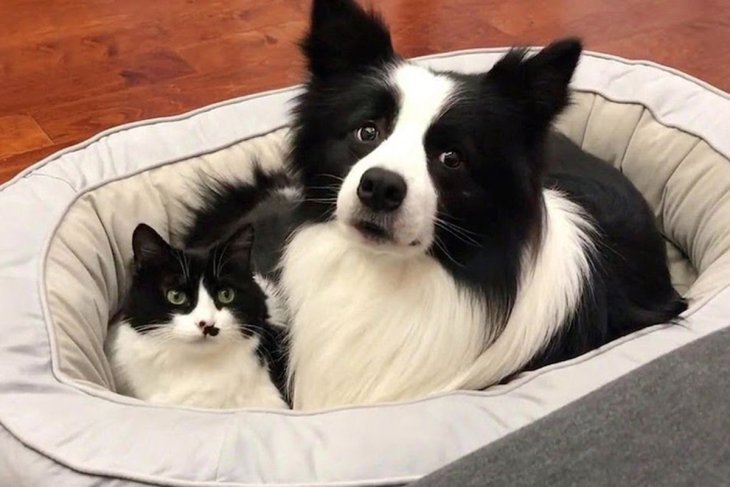Неразлучные кот и собака завоевали instagram (видео)