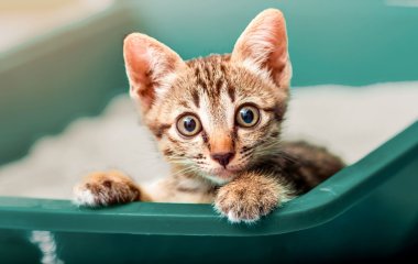 Новый хит: котенок поставил на место игривого щенка (ВИДЕО)