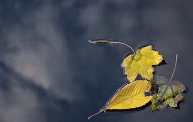 День ангела 12 листопада: кого та як вітати з іменинами