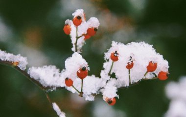 День ангела 20 грудня: кого та як вітати з іменинами
